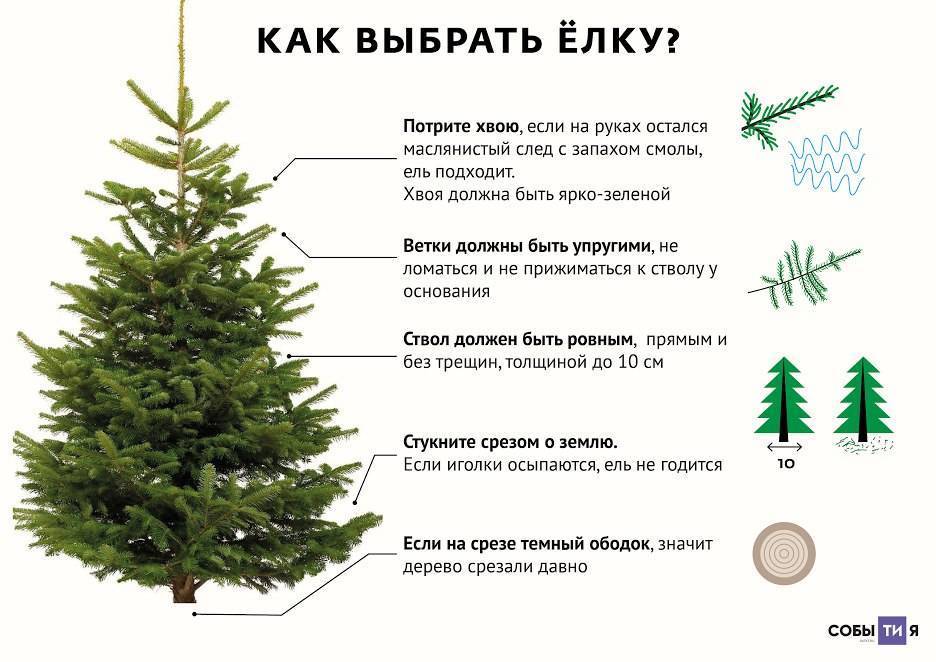 Как правильно выбрать новогоднюю елку