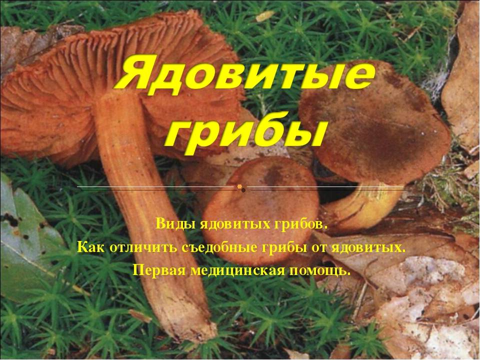 Белый гриб ядовитый гриб или нет. как отличить ядовитые грибы от съедобных