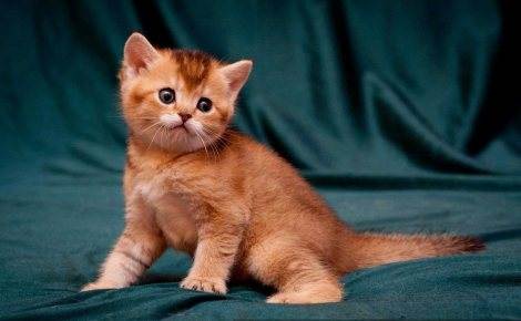 Как назвать рыжего котенка? счастливый кот