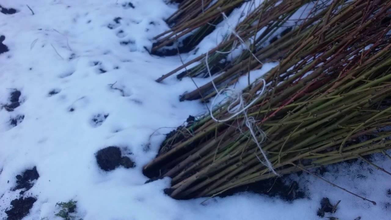 Надежные способы хранения саженцев плодовых деревьев на протяжении всей зимы до посадки