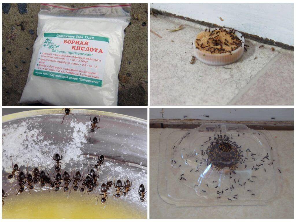 Банановые шкурки от муравьев с борной кислотой рецепт с фото