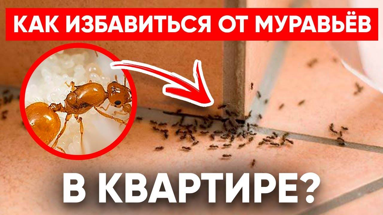 Как навсегда избавиться от рыжих муравьев в квартире
