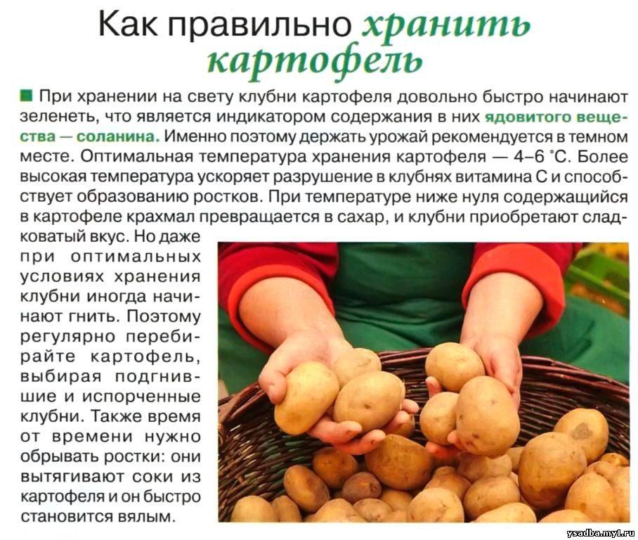 Как хранить очищенную картошку: сроки, сколько может лежать овощ в воде, какие должны быть условия содержания, чтобы оставить клубни на сутки до утра