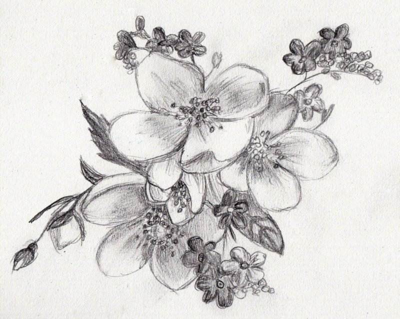Как нарисовать цветок ирис карандашом и акварелью поэтапно для начинающих? как нарисовать букет цветов ирисов карандашом?