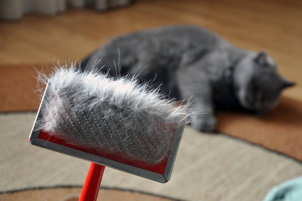Как избавиться от кошачьей шерсти в квартире
