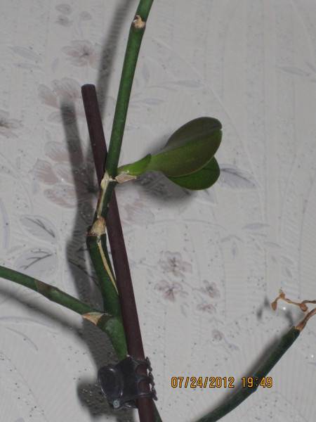 Надо ли обрезать отцветшие цветоносы у орхидеи: как и когда это можно делать