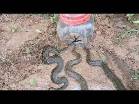 Как избавиться от змей на дачном участке: советы и методы