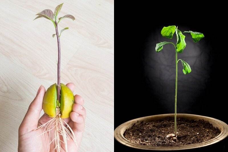 Как вырастить яблоню из семечка в домашних условиях: правила выращивания саженца из косточки