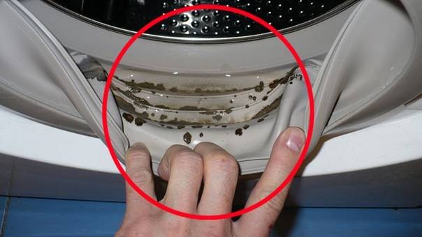 Плесень в стиральной машине: как избавиться быстро и эффективно