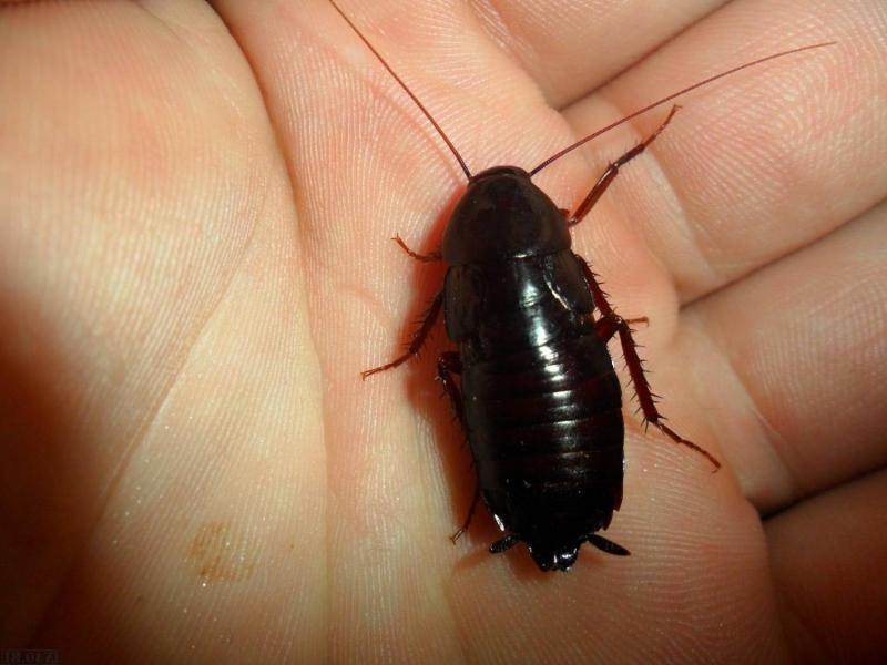Черные тараканы в квартире: откуда берутся и как избавиться