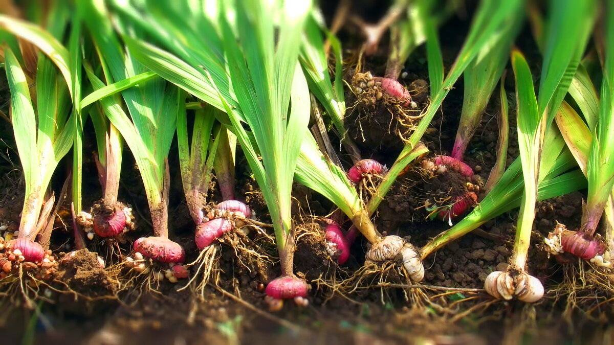 Гладиолусы: выращивание в саду, когда выкапывать и как хранить