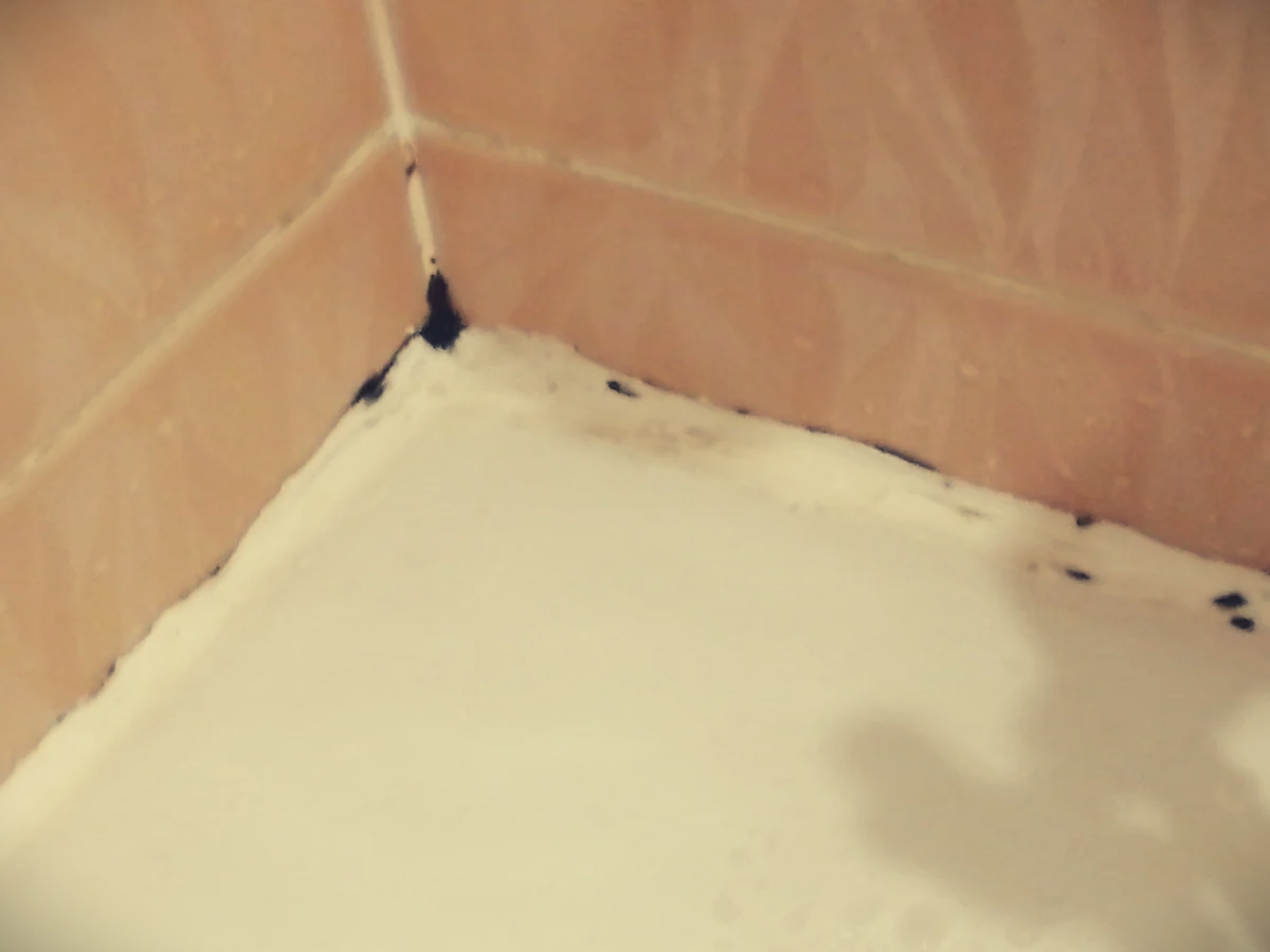 Черная плесень в ванной: как избавиться от грибка, обзор средств