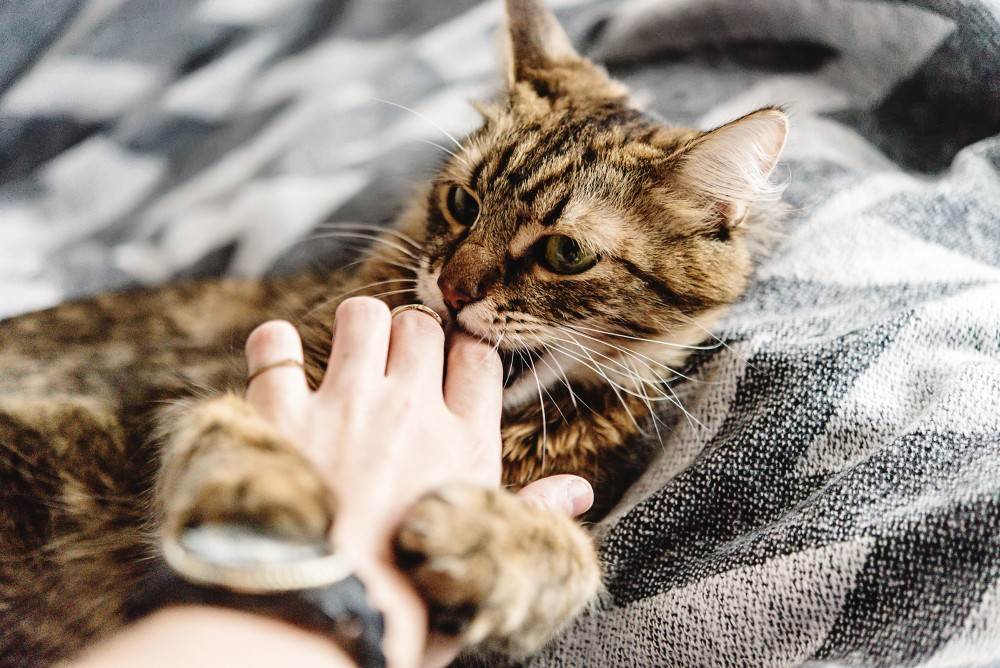 Как отучить кота кусаться: причины дикого поведения котенка и взрослой кошки, способы воспитания животного, полезные советы