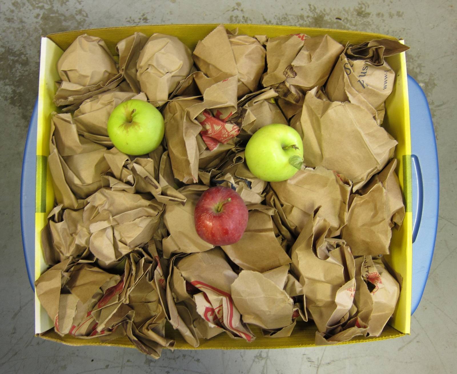 Как хранить сушеные яблоки в домашних условиях, в квартире, чтобы не завелась моль