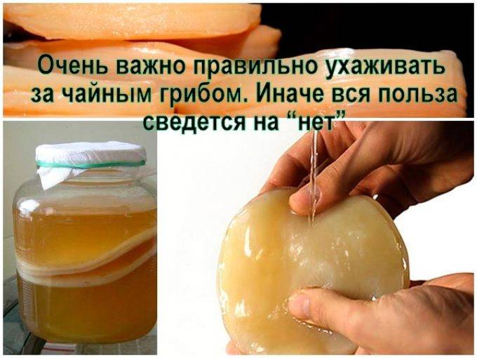 Чайный гриб, уход за ним, инструкция по применению, употреблению и размножению