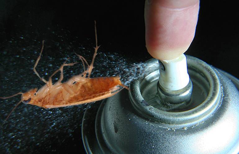 Дихлофос от тараканов — эффективность, правила использования и отзывы покупателей