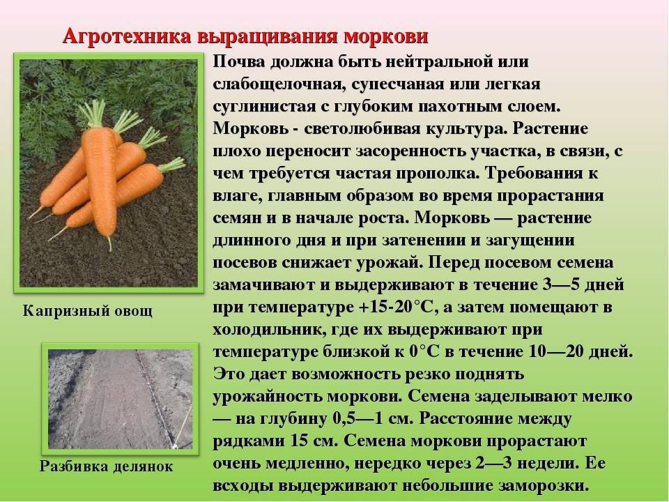 Как лучше хранить морковь в холодильнике