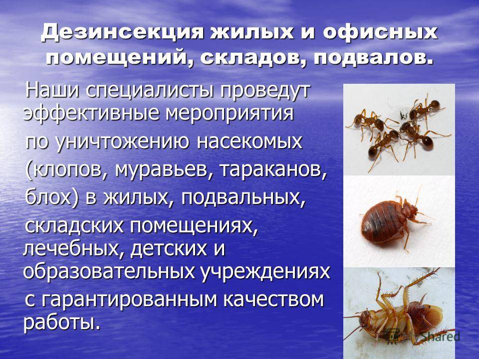 Как подготовить квартиру к дезинсекции от тараканов