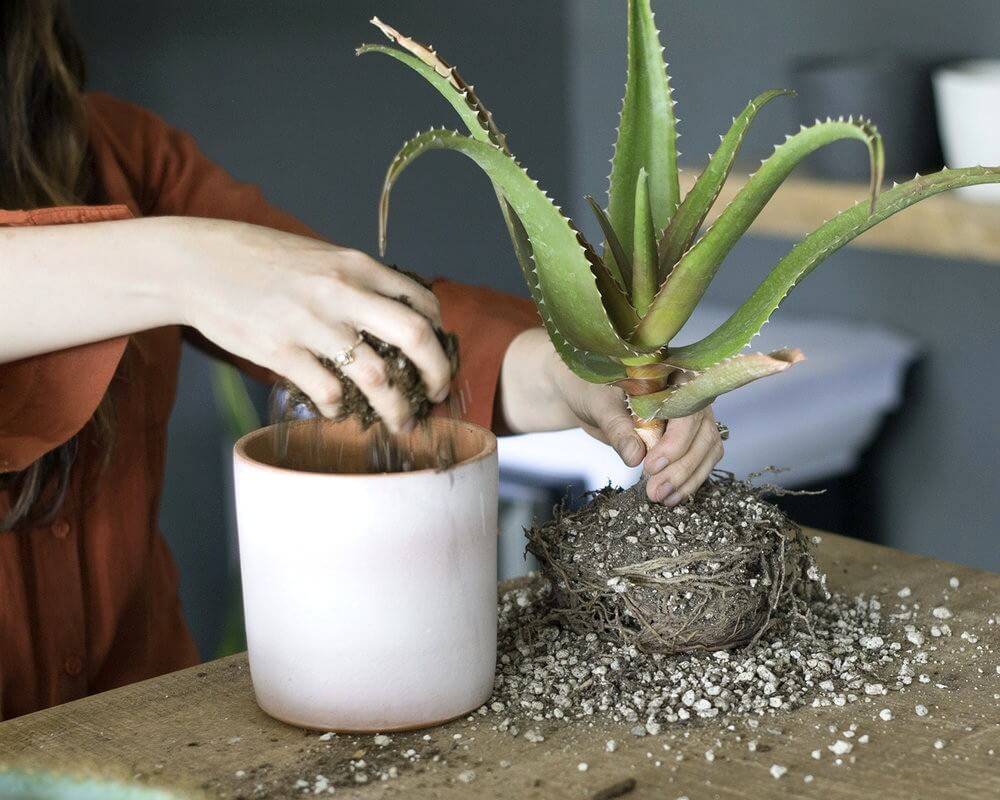 Алоэ: состав растения, уход за алоэ в домашних условиях и способы применения