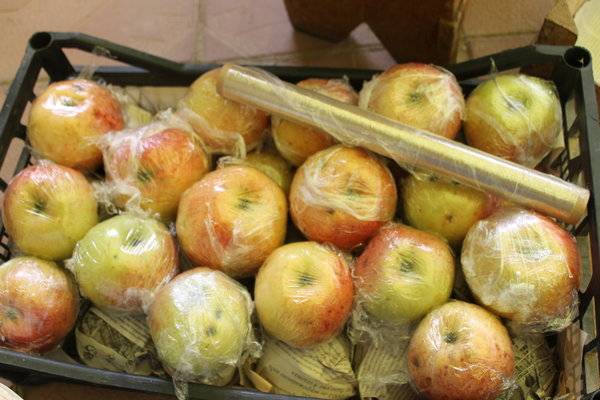 Когда убирать урожай яблок - сроки и признаки созревания, правильная уборка и хранение