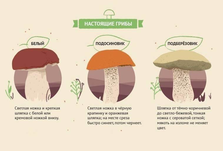 Как узнать съедобные грибы и не нанести вред здоровью