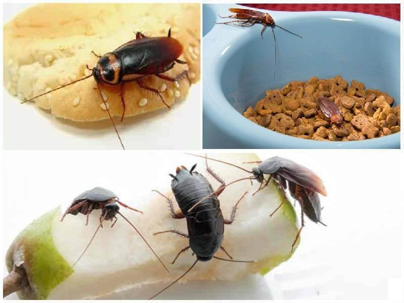 Чего боятся тараканы и как от них избавиться: топ 10 лучших средств