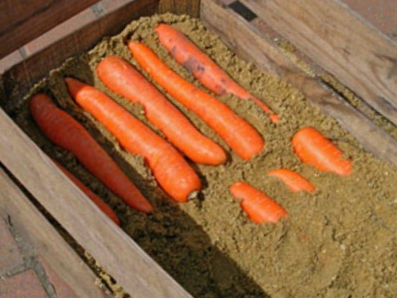 Уборка моркови на хранение: как подготовить и как правильно убирать?