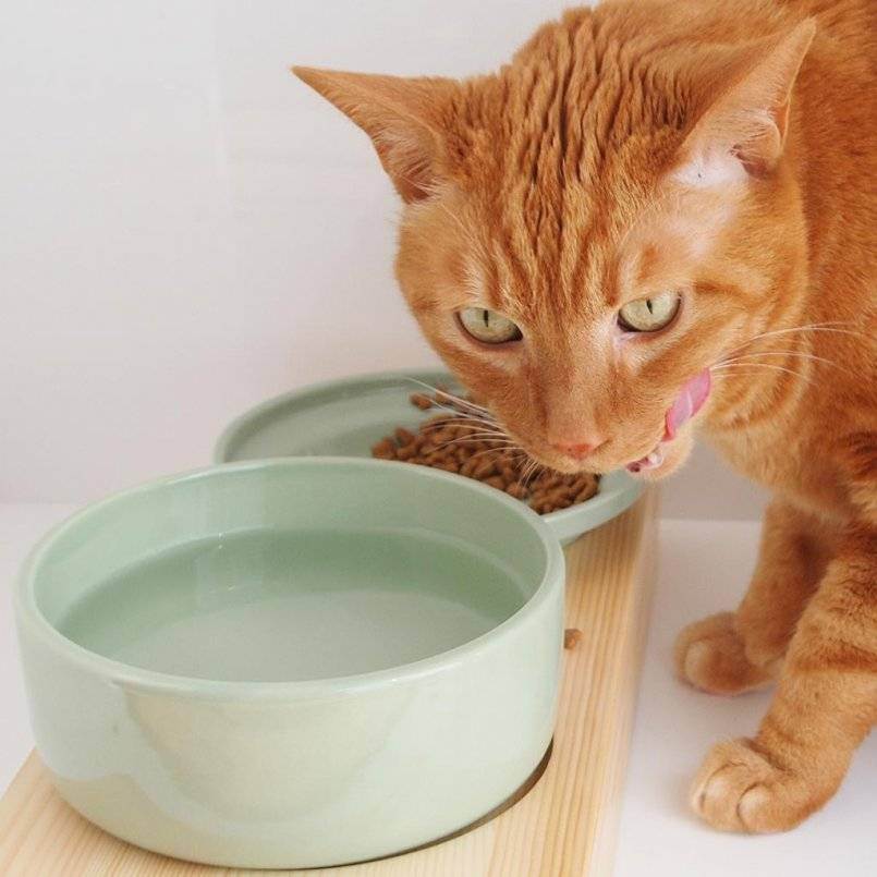 Как и чем кормить кастрированного кота: необходимость пересмотра рациона, рекомендации по сухому и натуральному кормлению кастрированного кота, профилактика ожирения и мочекаменной болезни
