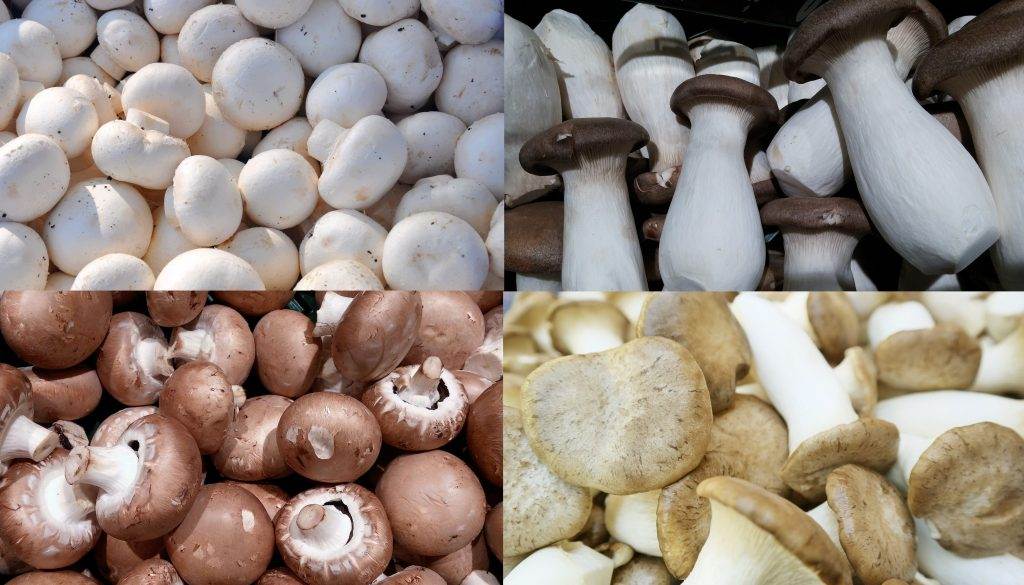 Рецепты приготовления белых грибов на зиму заморозкой