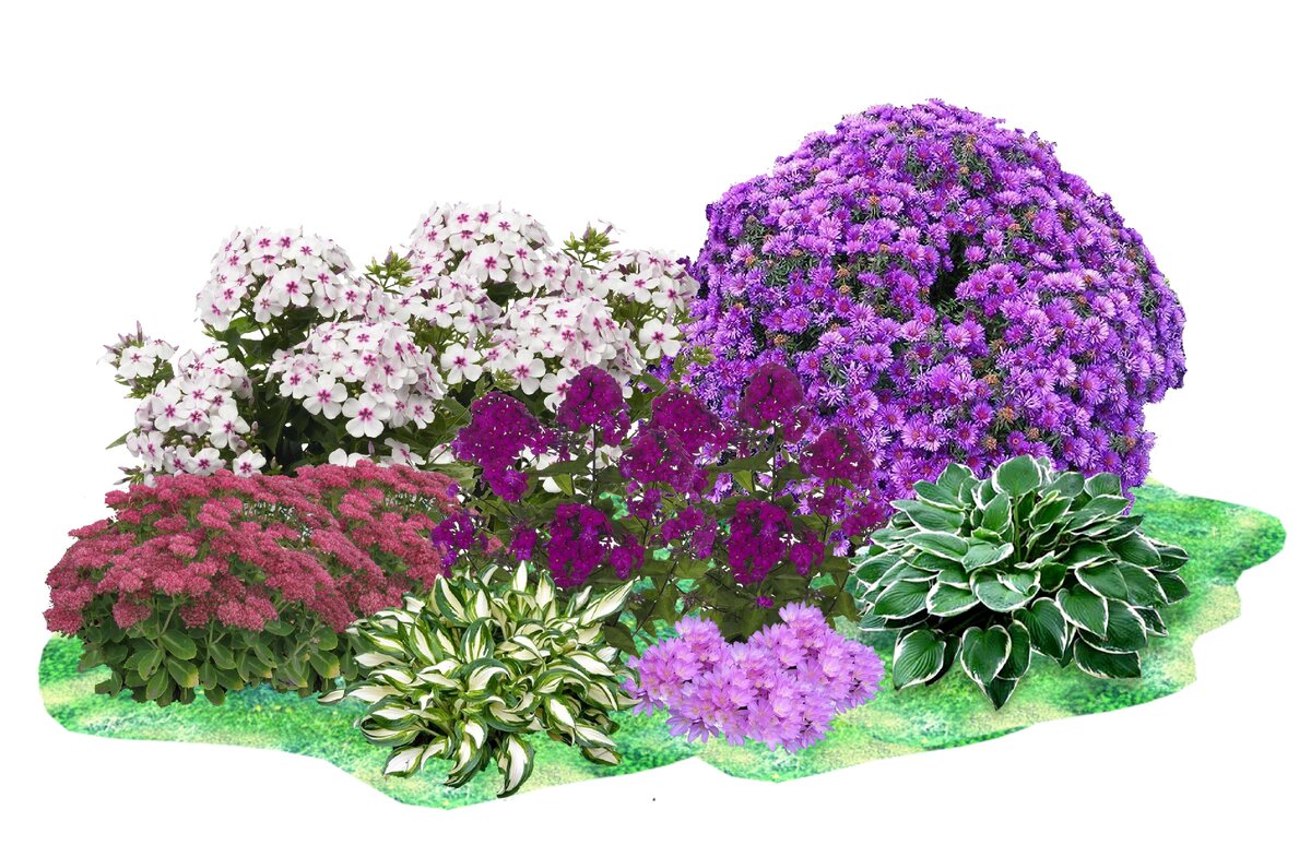 Клумба с флоксами виды цветов и их сочетаемость с другими растениями