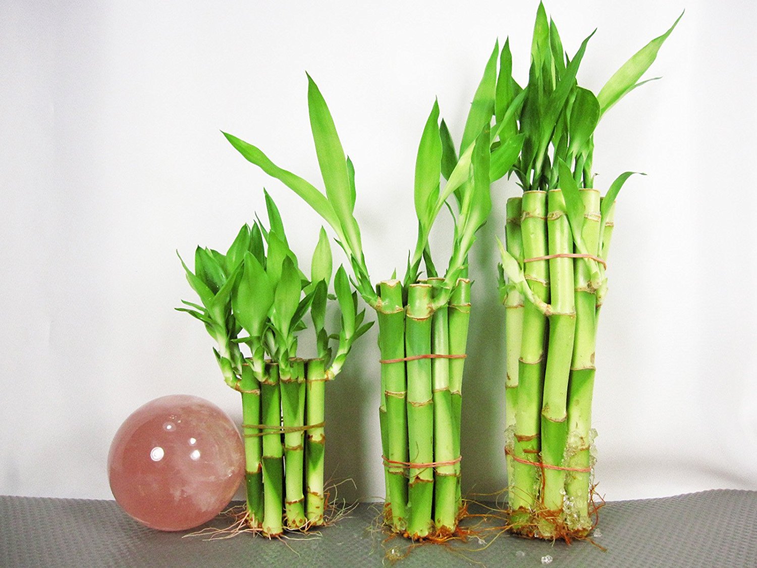 Комнатный бамбук уход в домашних условиях фото