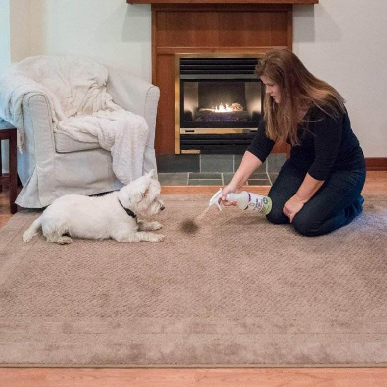 Способы и методы, как убрать запах собачьей мочи с ковра в домашних условиях
