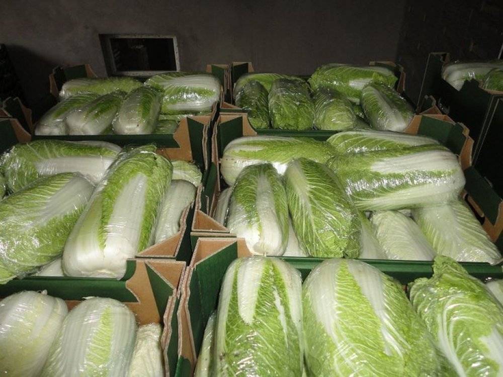 Хранение пекинской капусты, ее свойства, польза и вред овоща
