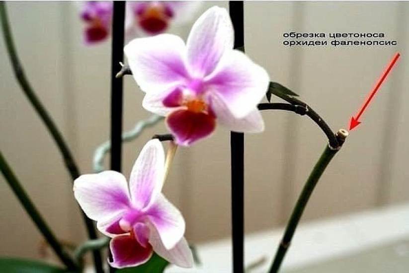 Как обрезать орхидею после цветения – основные правила обрезки цветоноса, воздушных корней и листьев в домашних условиях || как обрезать орхидею после цветения – основные правила обрезки цветоноса, во