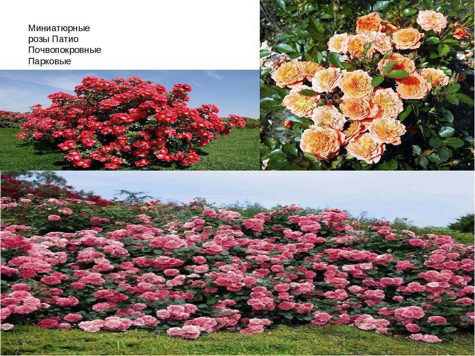 Почвопокровные розы в ландшафтном дизайне: фото, сорта, посадка