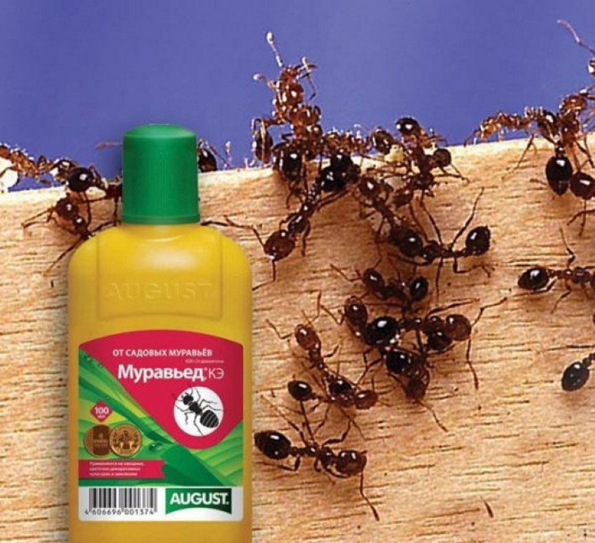 Как избавиться от пауков в доме? фото — ботаничка