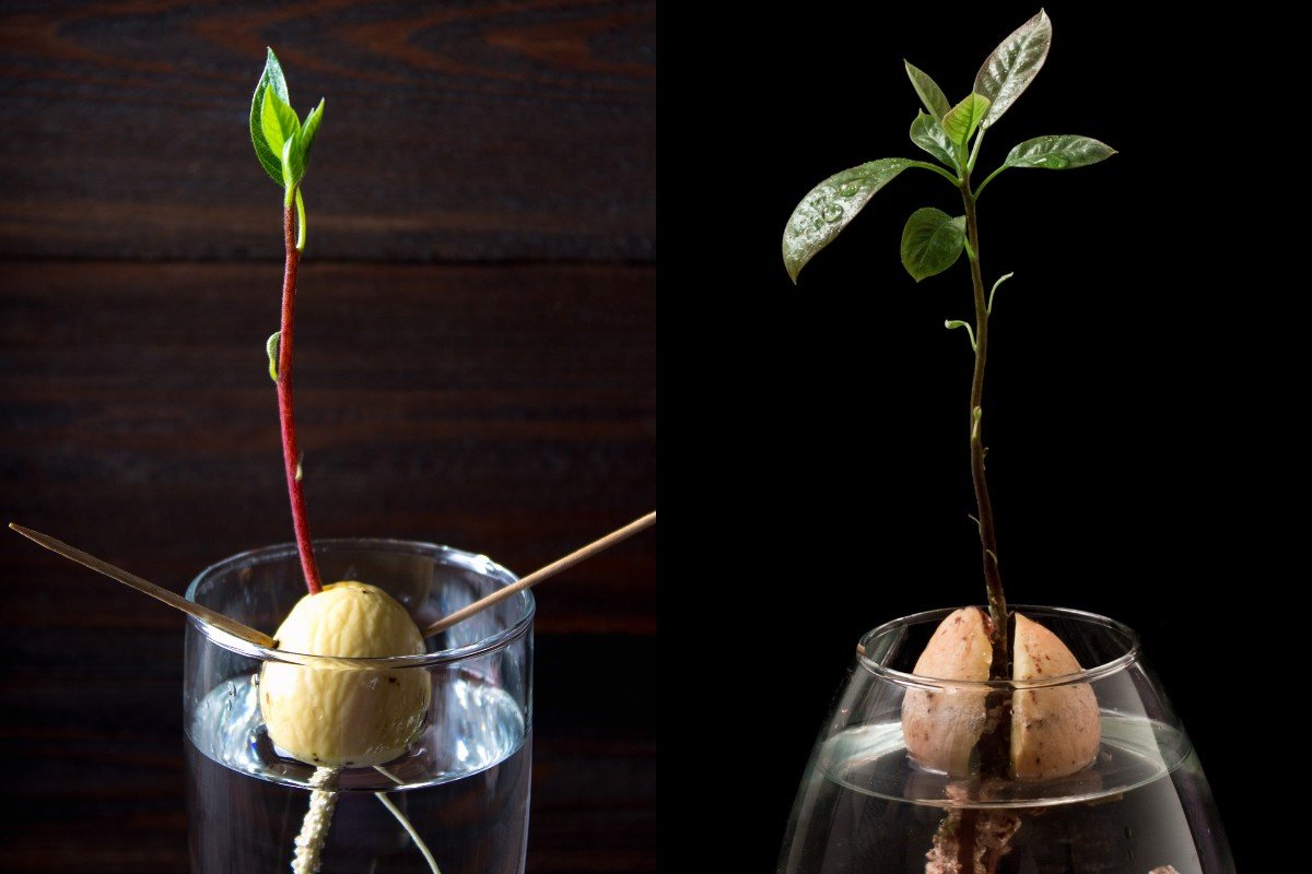 Как вырастить авокадо из косточки: готовим почву, создаем условия