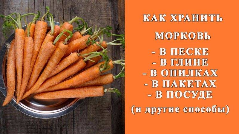 Как хранить морковь: 8 проверенных способов хранения и 3 необычных