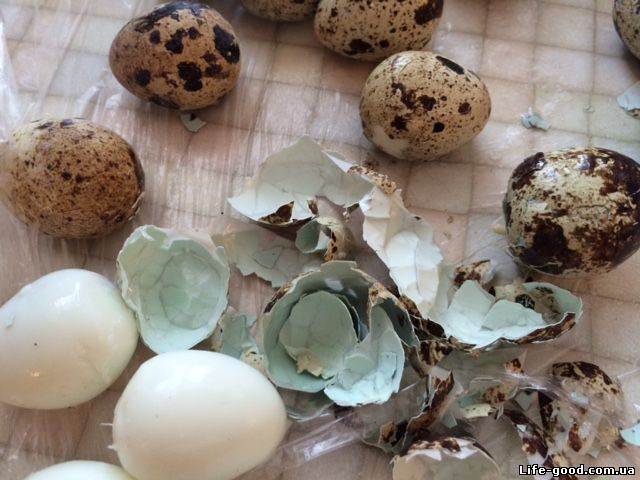 Сколько яиц несет перепелка и 3 других важных вопроса