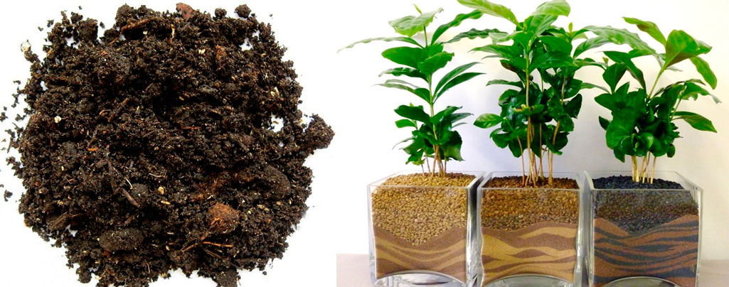 Правила посадки и ухода за кофейным деревом в домашних условиях, выбор грунта и выращивание