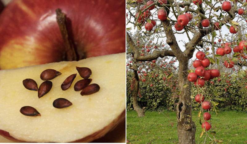 Как вырасти яблоню из семечка в домашних условиях - пошаговая инструкция