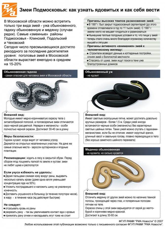 Как избавиться от змей на участке: безопасный и доступный способ