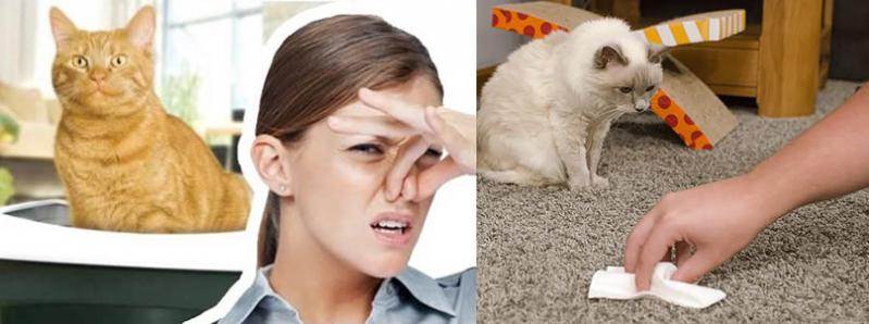 Как избавиться от запаха кошачьей мочи в квартире, на диване, ковре, полу, и в обуви народными и профессиональными средствами