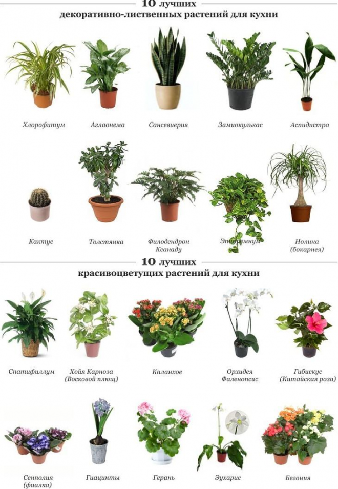 Самые полезные комнатные растения для детской. критерии выбора, описание, фото — ботаничка