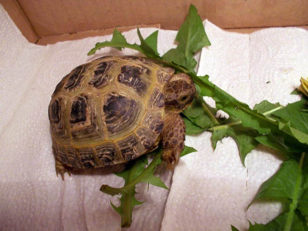 Как узнать, сколько лет сухопутной черепахе