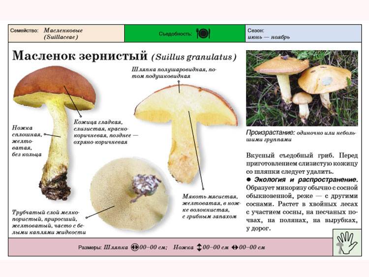 Достоверность проверки грибов на съедобность с помощью лука