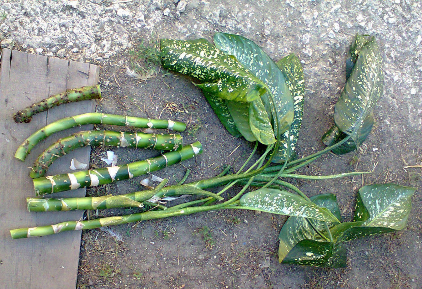 Диффенбахия: выращивание «тропического сорняка» у себя дома