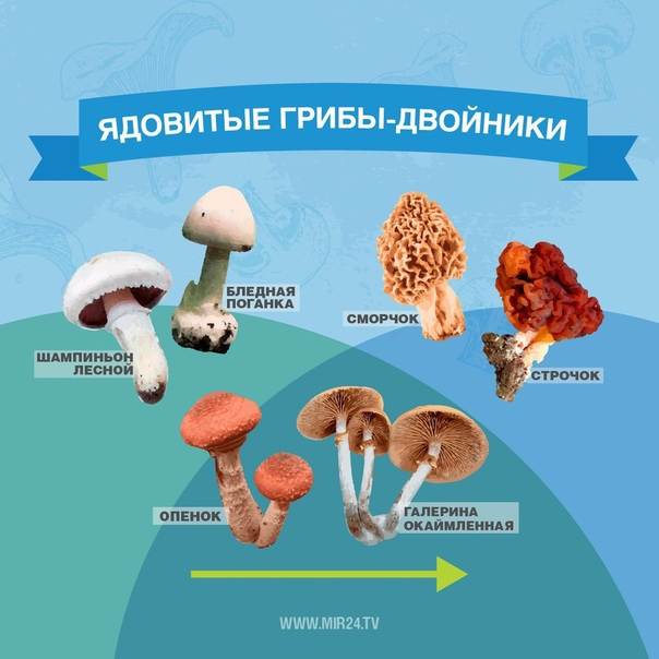 Как отличить ложные грибы. симптомы отравления грибами.
