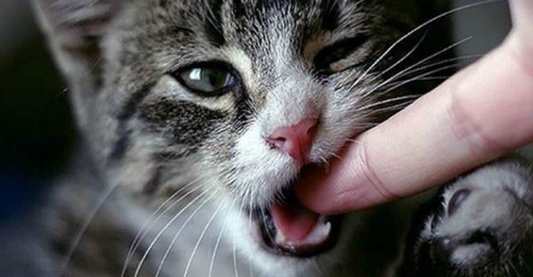Как отучить котенка кусаться и царапаться: практические советы