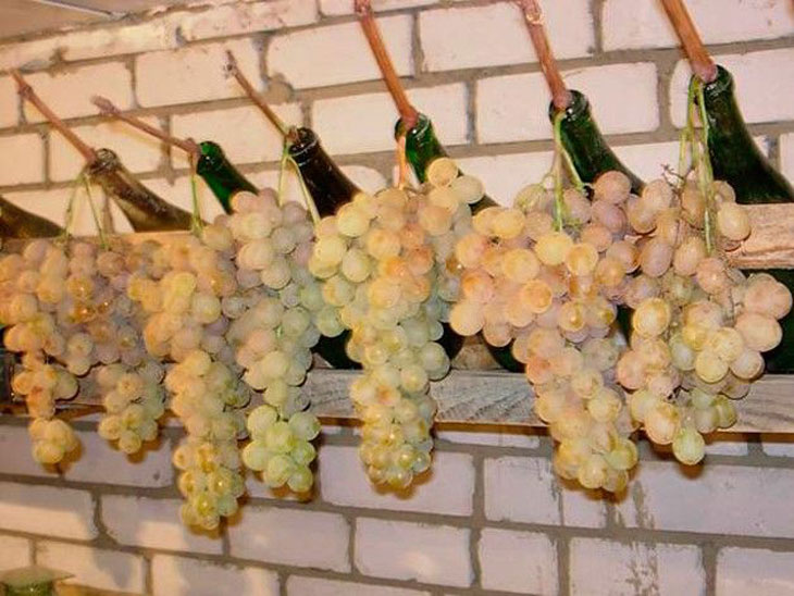 Как сохранить урожай винограда до нового года